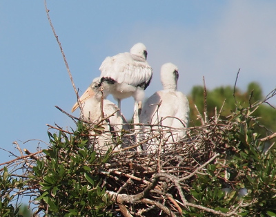 [Three young wood storks share the same nest. One is standing with its back to the camera. The other two are sitting with one looking to the left while only the back of the third is visible. The heads of all three are downy white. They do have a few black feathers which will become the underside of their wings as they mature.]